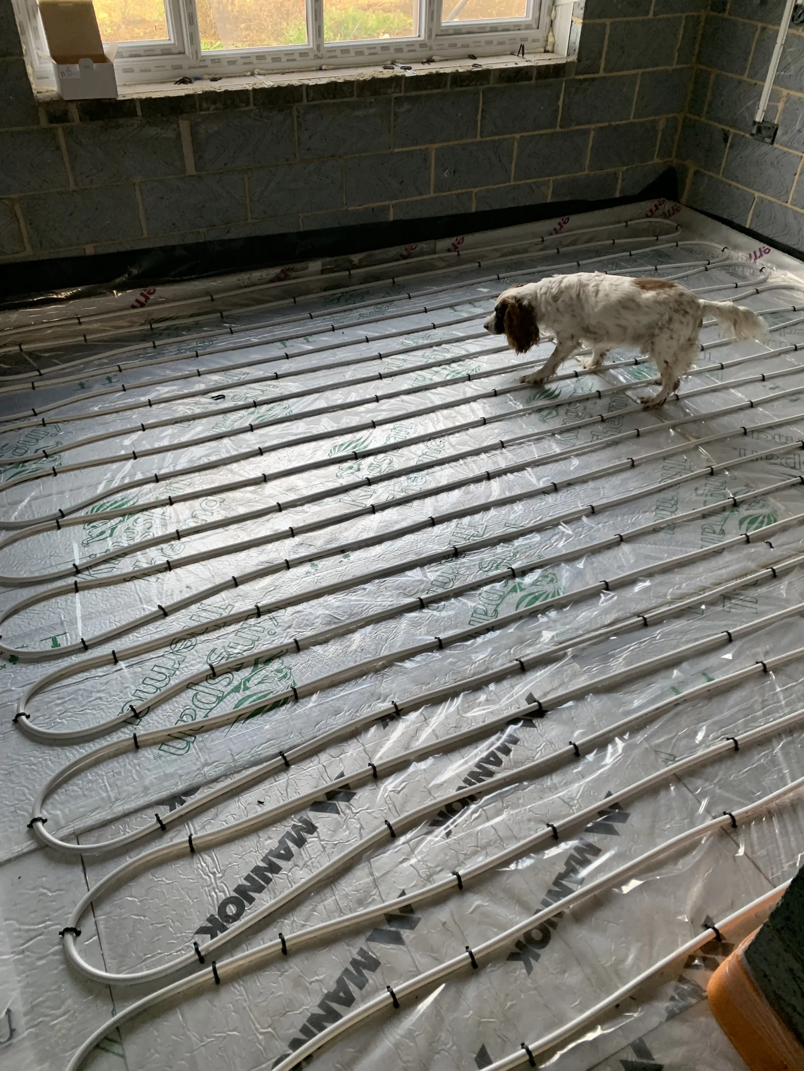 Nibs the Spaniel inspecting underfloor heating installation in Great Moulton